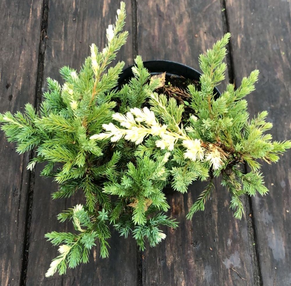 Можжевельник китайский Экспанса Вариегата